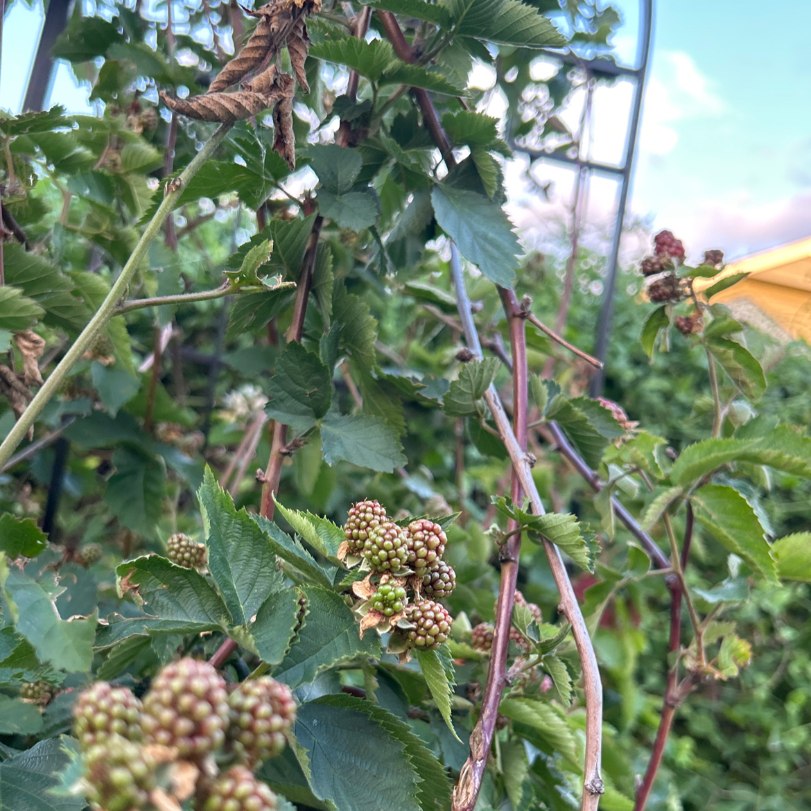 Photo of the plant species European Red Raspberry by @MerrySpanishfir named Gomez on Greg, the plant care app