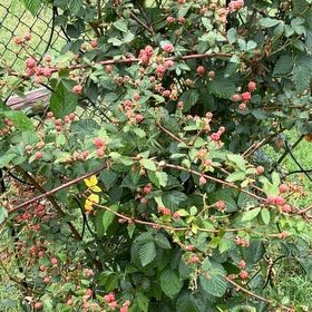 Photo of the plant species Rubus Allegheniensis by @MerrySpanishfir named Doja Cat on Greg, the plant care app