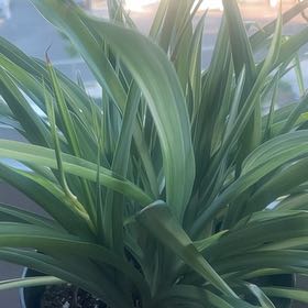 Photo of the plant species Screw Pine by @NobleCrowncoral named Oscar on Greg, the plant care app