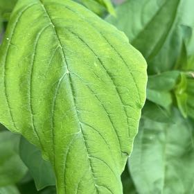 Photo of the plant species Kiwicha by @ShapelyIvy named Orlando Bloom on Greg, the plant care app