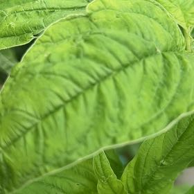 Photo of the plant species Kiwicha by @ShapelyIvy named Nithin on Greg, the plant care app