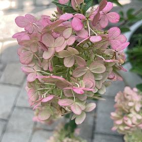 Photo of the plant species Panicle Hydrangea by @ShapelyIvy named Plato on Greg, the plant care app