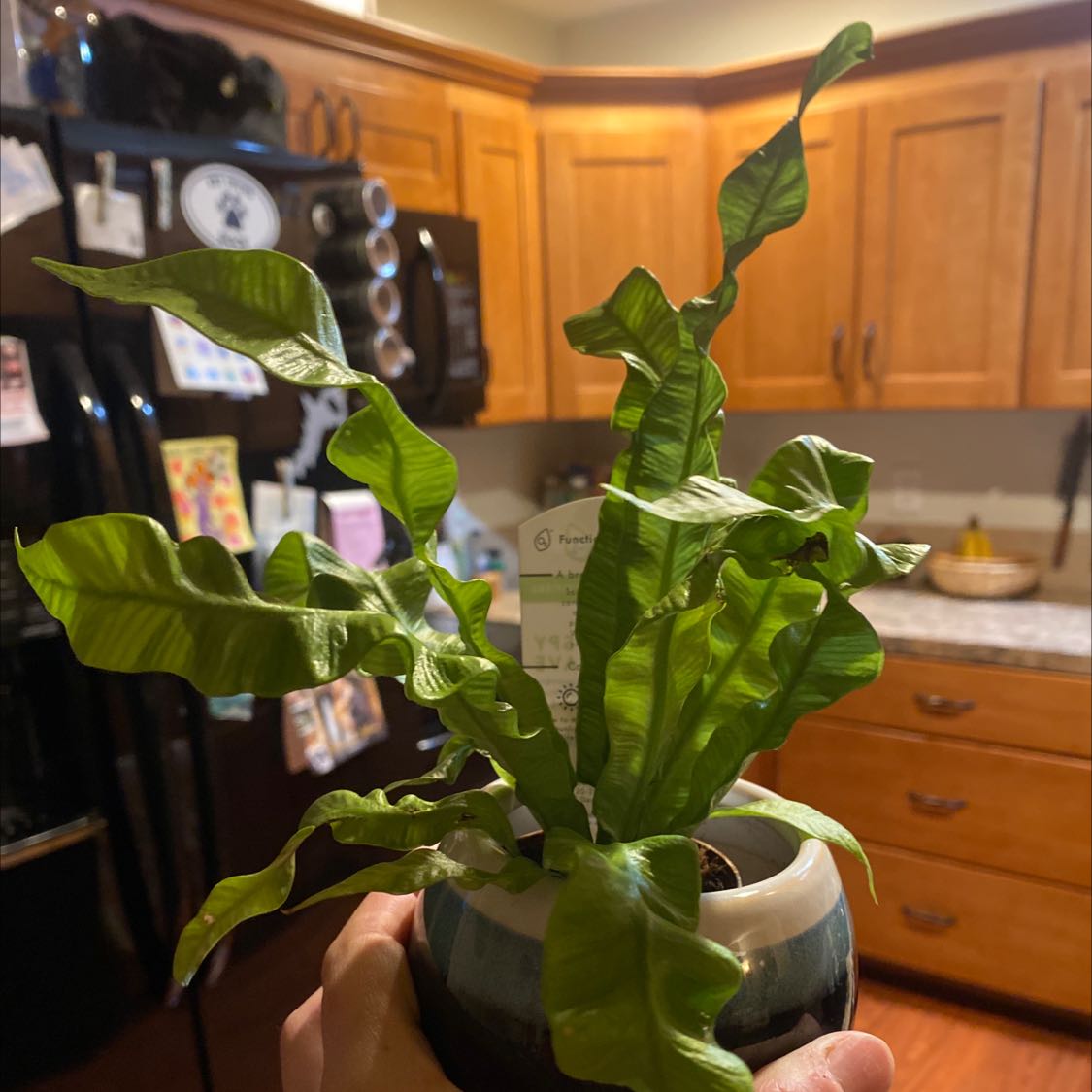 Hart's Tongue Fern in a pot held by a hand, with a kitchen background.