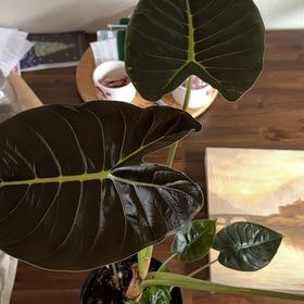 Photo of the plant species Alocasia Golden Bone by @Cosmicpaws named Misty on Greg, the plant care app