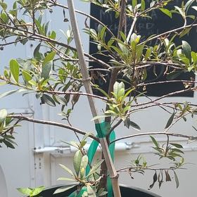 Photo of the plant species Autumn Cherry Tree by @WizardCherimoya named Sherlock on Greg, the plant care app