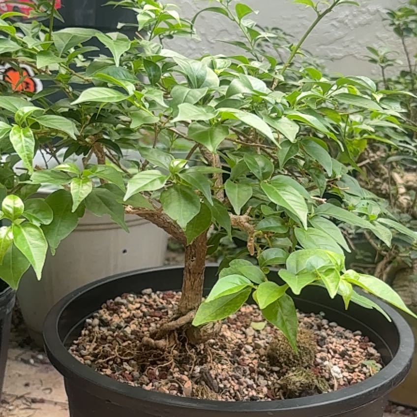 Photo of the plant species Bougainvillea by @WizardCherimoya named Sol on Greg, the plant care app