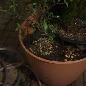 Photo of the plant species Tiger Bark Ficus by @WizardCherimoya named Messi on Greg, the plant care app