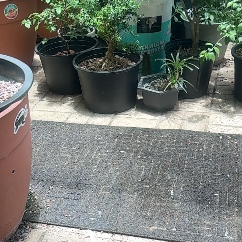Plant care for Common Boxwood on Greg, the plant care app