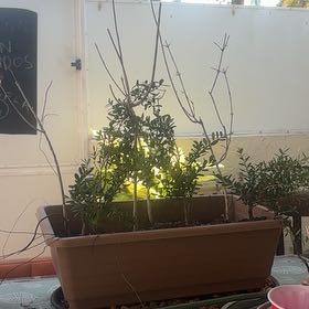 Photo of the plant species Boxwood 'Joy' by @WizardCherimoya named Tolkien on Greg, the plant care app