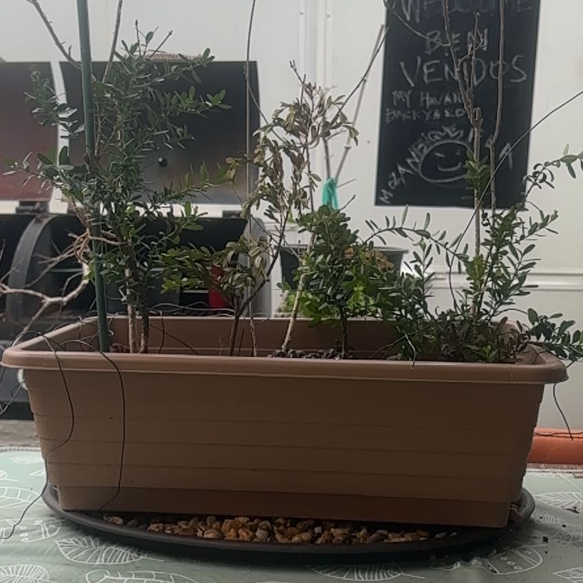 Photo of the plant species Boxwood 'Joy' by @WizardCherimoya named Gregarious on Greg, the plant care app