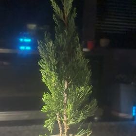 Photo of the plant species Hollywood Juniper by @WizardCherimoya named Bodhi on Greg, the plant care app