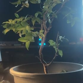 Photo of the plant species Jabuticabeira by @WizardCherimoya named Pax on Greg, the plant care app