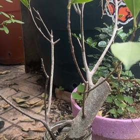 Photo of the plant species Tiger Bark Ficus by @WizardCherimoya named Kobe on Greg, the plant care app