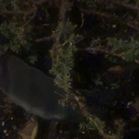 Photo of the plant species Roundleaf Ceratodon Moss by @WizardCherimoya named Duke on Greg, the plant care app