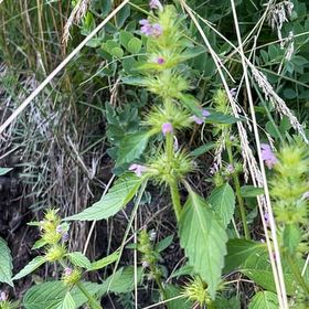 Photo of the plant species Wild Basil by @LushHoyaobovata named Miley on Greg, the plant care app