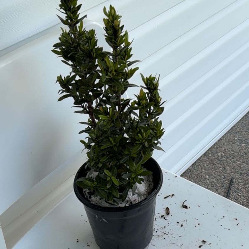 Photo of the plant species Flame of the Woods by @SumptuousBagpod named Sproutacus on Greg, the plant care app