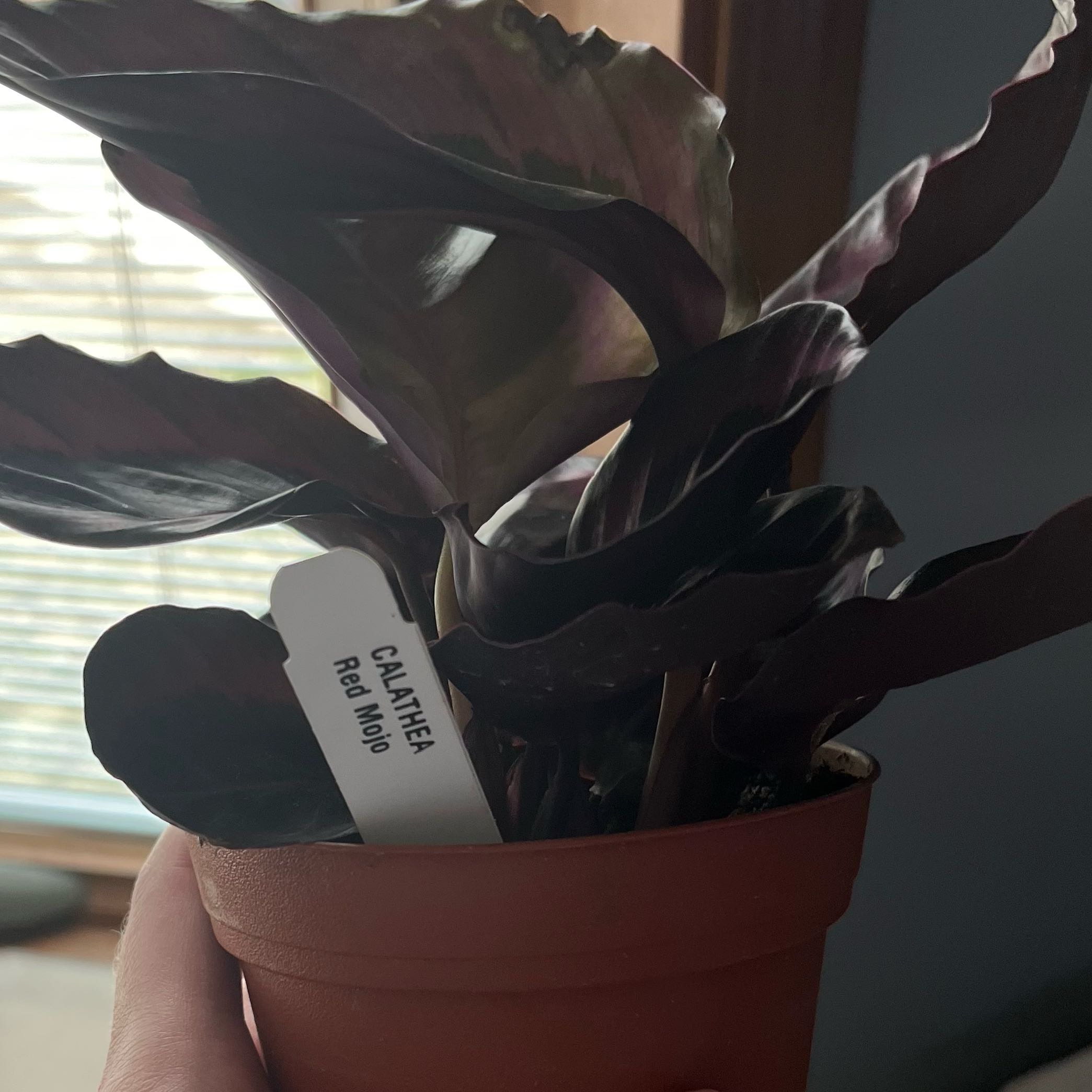 Photo of the plant species Calthea Red Mojo by @IconDateplum named Mojo on Greg, the plant care app