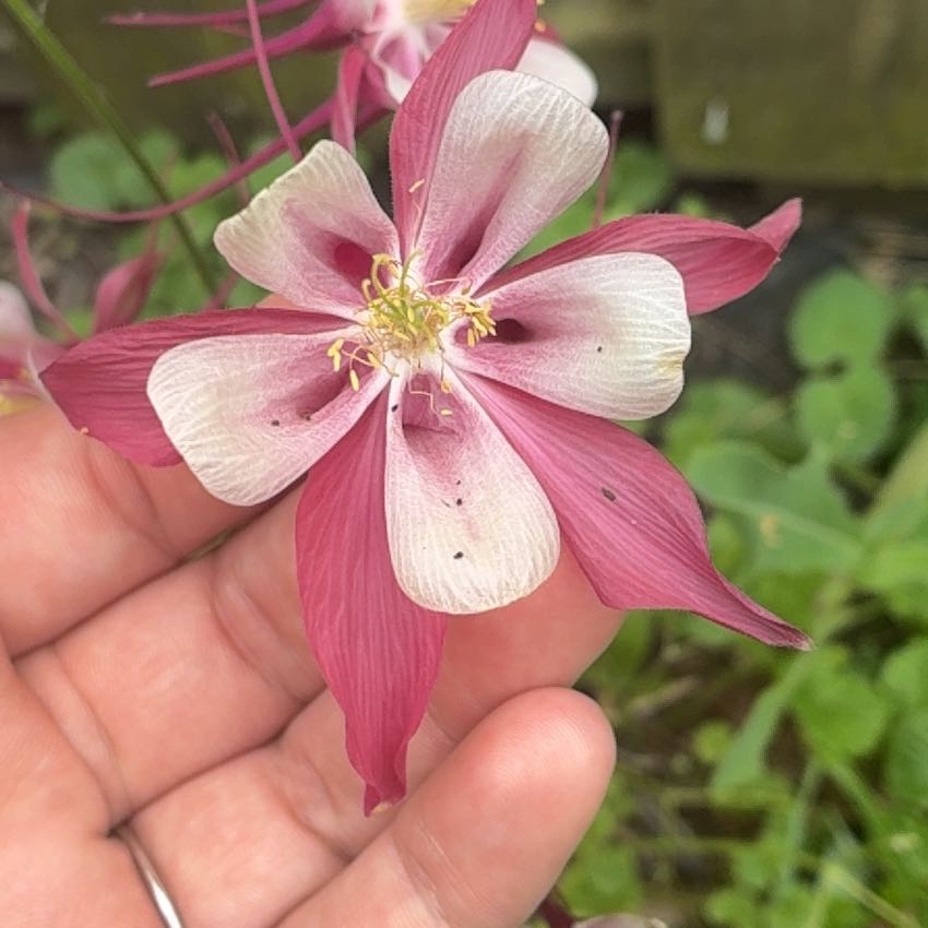 Photo of the plant species Scarlet Hibiscus by @MightyDill named Sproutacus on Greg, the plant care app