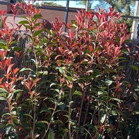 Photo of the plant species Red Robin Photinia by @FoxySierrapea named LiloStitch on Greg, the plant care app