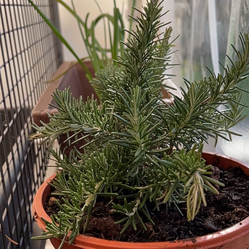 Photo of the plant species Irene Trailing Rosemary by @FoxySierrapea named Marilyn on Greg, the plant care app