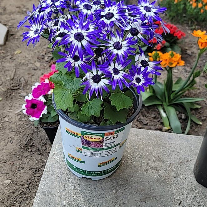 Photo of the plant species Purple Daisy by @WhizSpicebush named LiloStitch on Greg, the plant care app