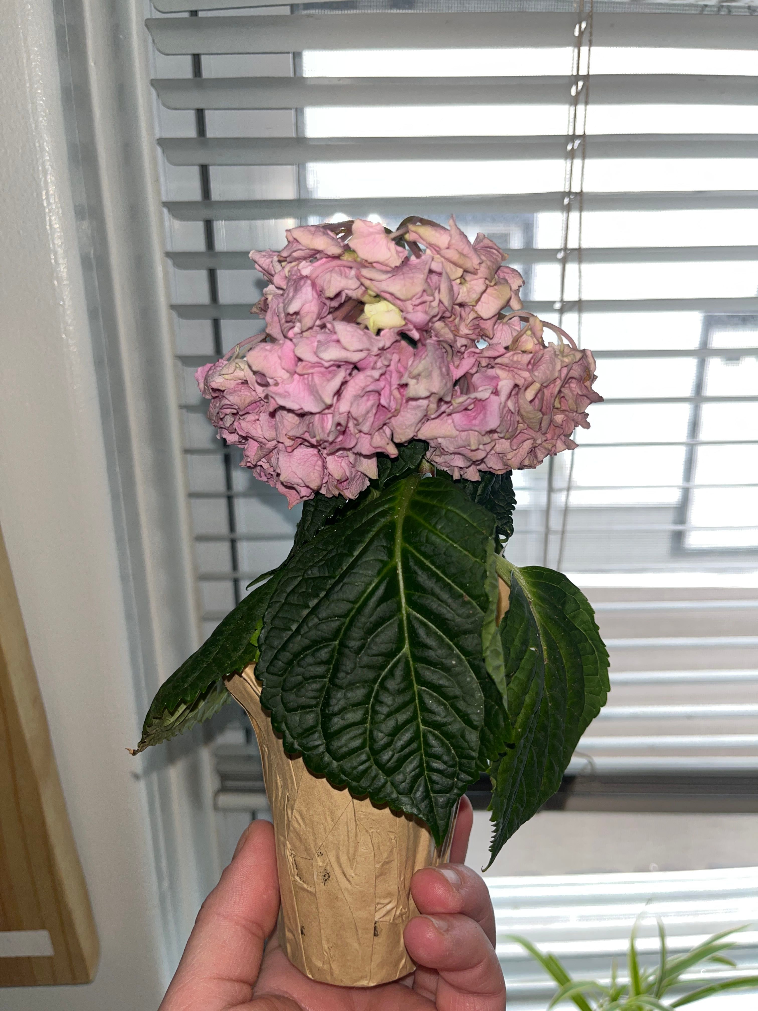 Why Are There Brown Spots on My Oakleaf Hydrangea? 🩹