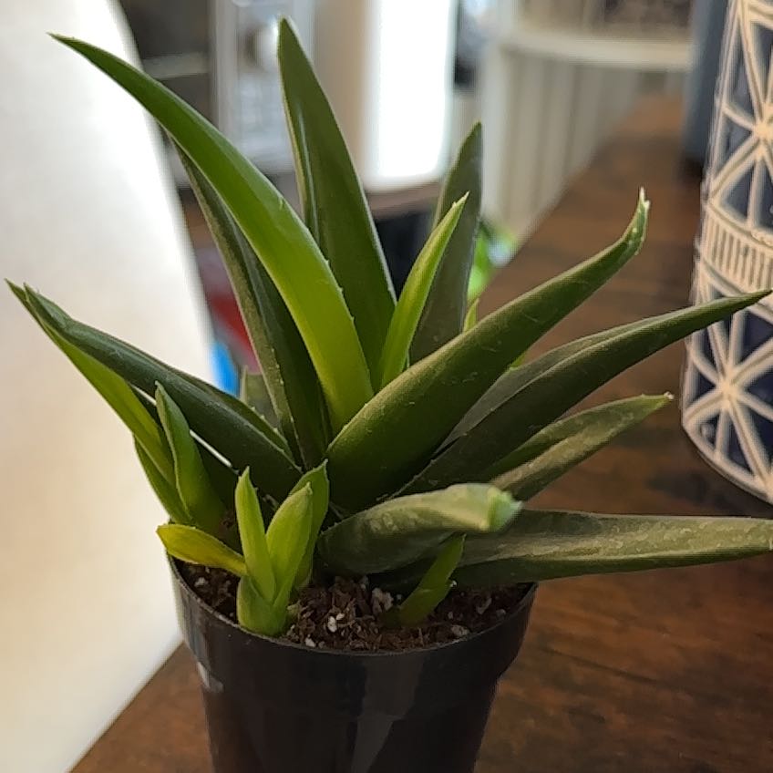 Alworthia 'Black Gem' succulent plant in a small pot with green, pointed leaves.