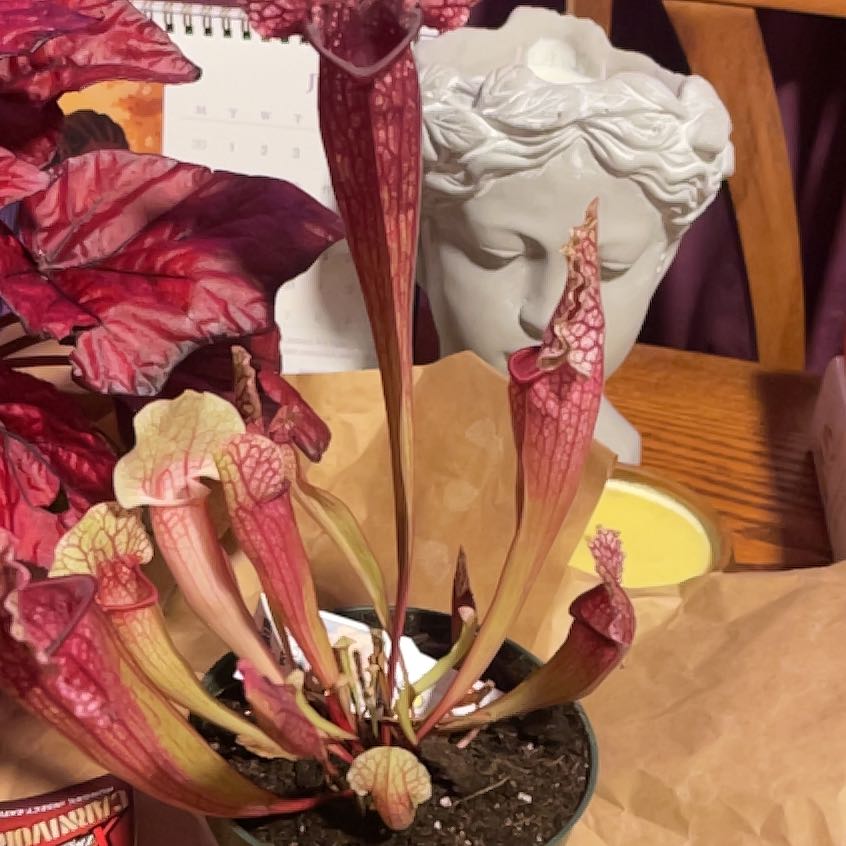Photo of the plant species Sarracenia Hybrid by @CuddlyBanyanfig named Cenia on Greg, the plant care app
