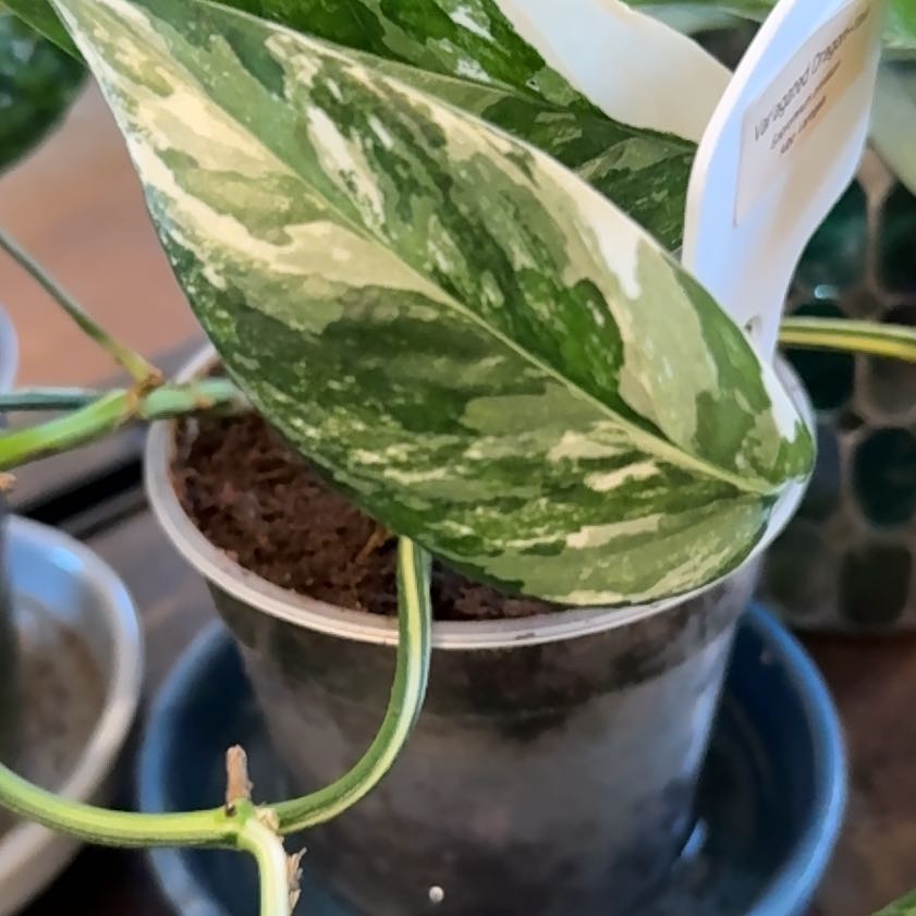 Photo of the plant species Epipremnum pinnatum 'Albo' by @snowtrooper named Surya on Greg, the plant care app