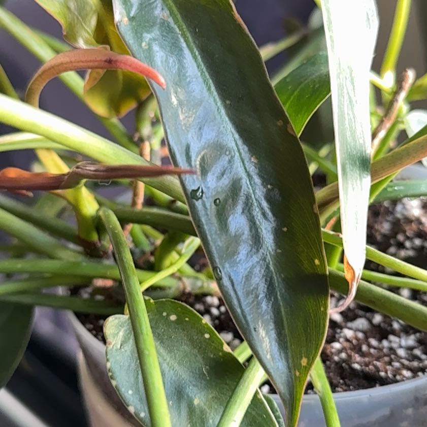Photo of the plant species Philodendron Spiritus Sancti by @snowtrooper named Homer on Greg, the plant care app