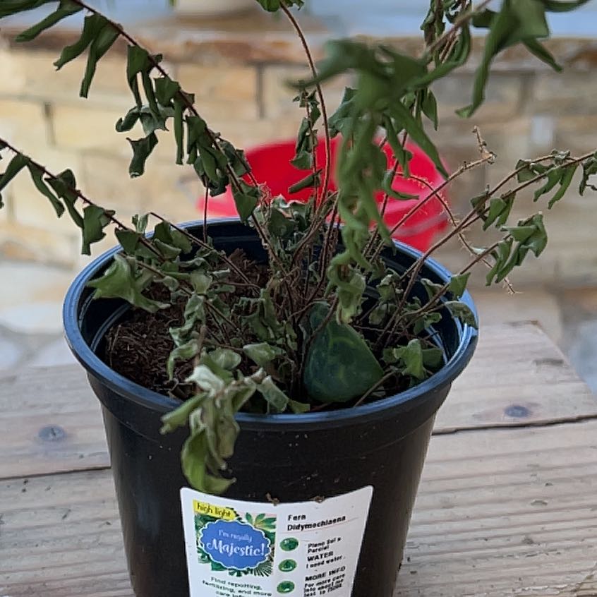 Photo of the plant species Mahogany Fern by @AbleEvergreen named Remington on Greg, the plant care app