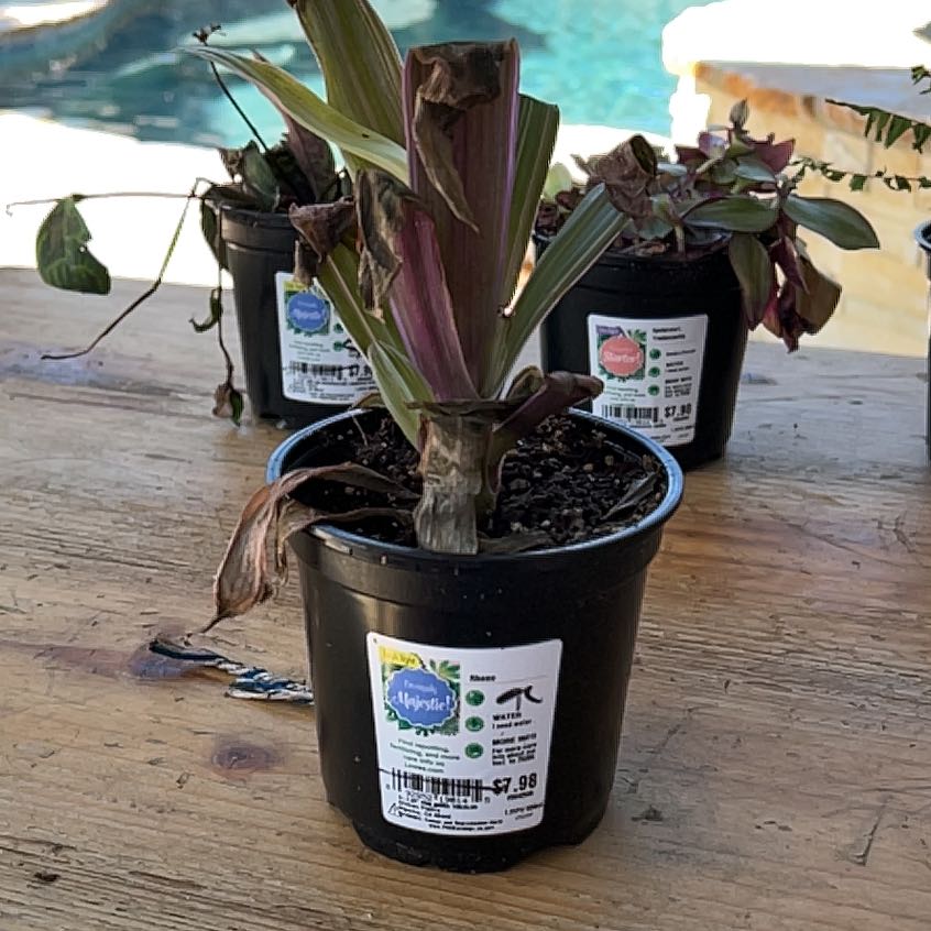Photo of the plant species Rhoeo Golden by @AbleEvergreen named Gomez on Greg, the plant care app