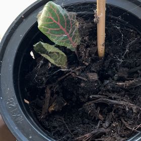 Photo of the plant species Fittonia by @SweetBluefescue named Baesil on Greg, the plant care app