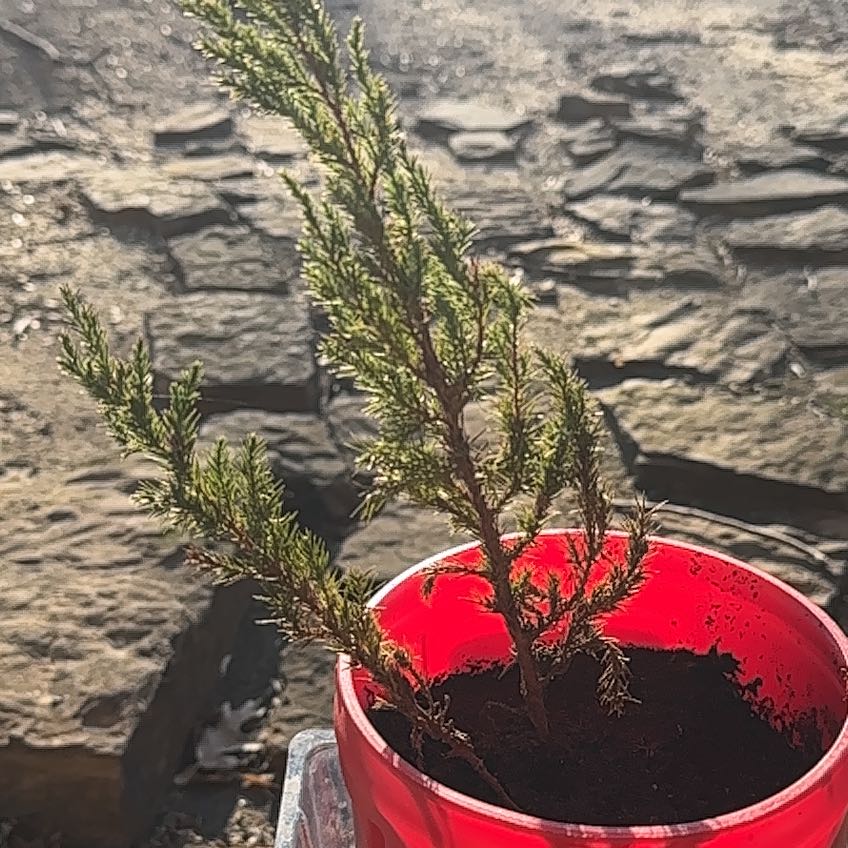 Rock Juniper plant in a red pot with visible soil, well-framed and in focus.