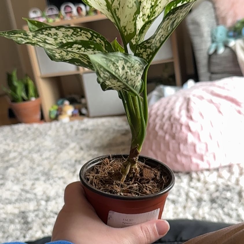 Photo of the plant species Indo-China Aglaonema by @LightAirplant named Scarlet Jo plantson on Greg, the plant care app