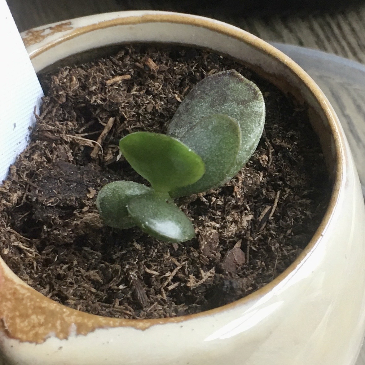 Small Calico Hearts plant in a ceramic pot with visible soil.
