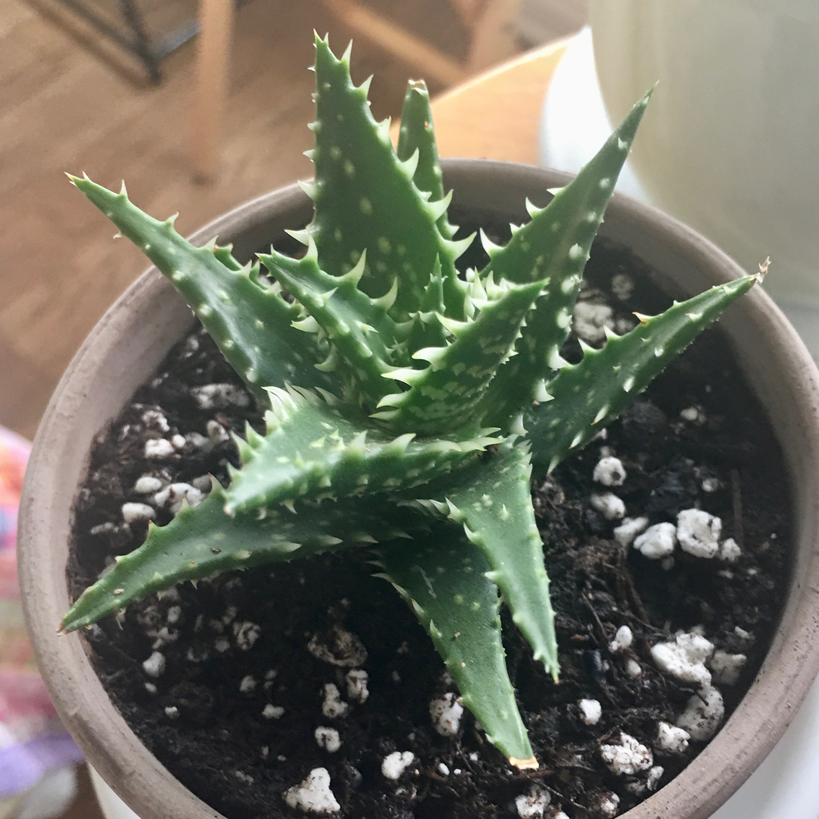 A healthy Aloe 'Minnie Belle' plant in a pot with visible soil.