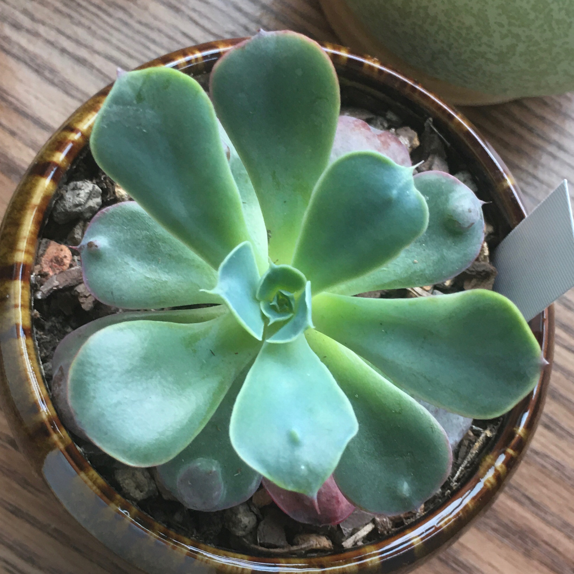 Top view of a healthy Raindrops Echeveria succulent in a small pot.