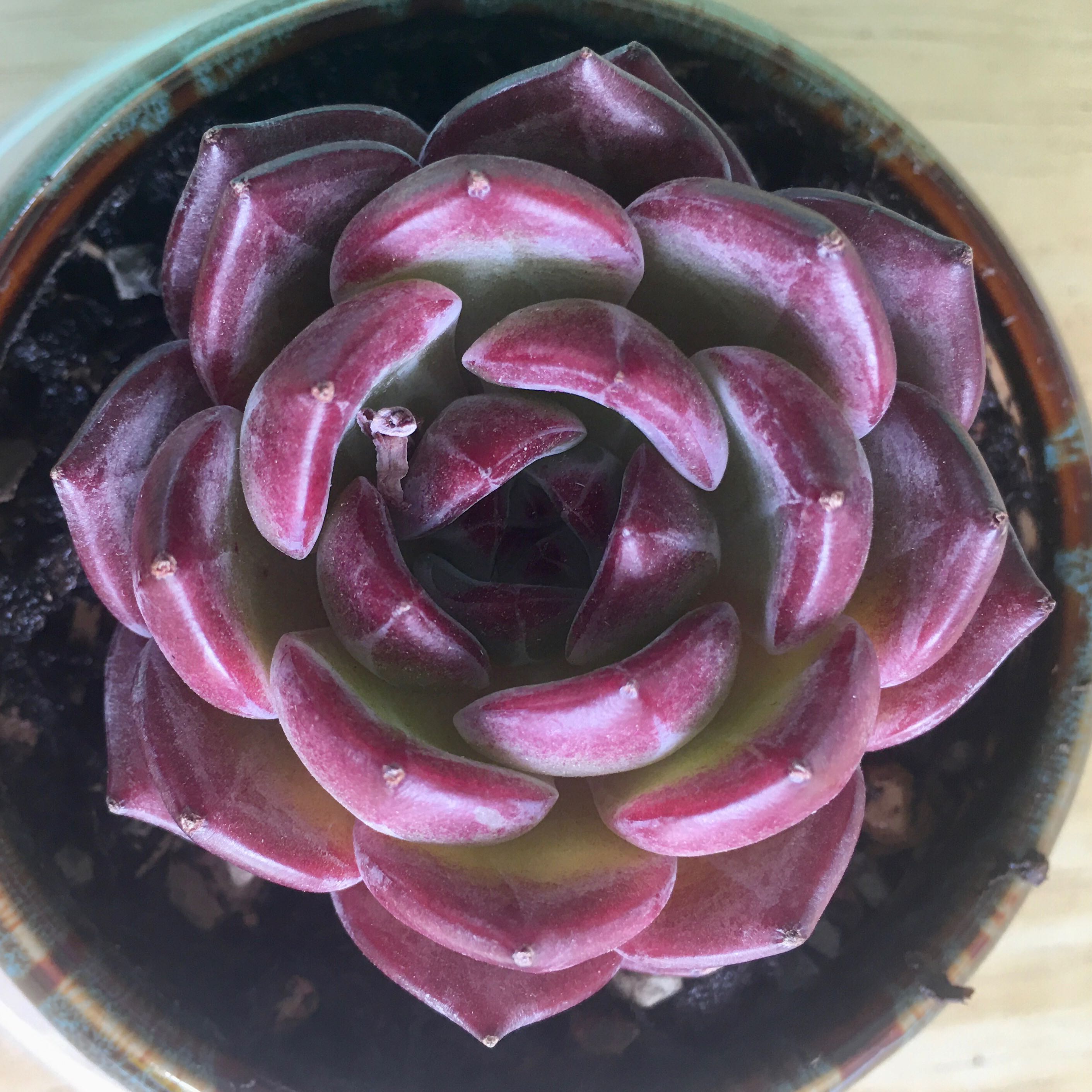 Photo of the plant species Daredevil by @EarthySnowberry named Helio on Greg, the plant care app