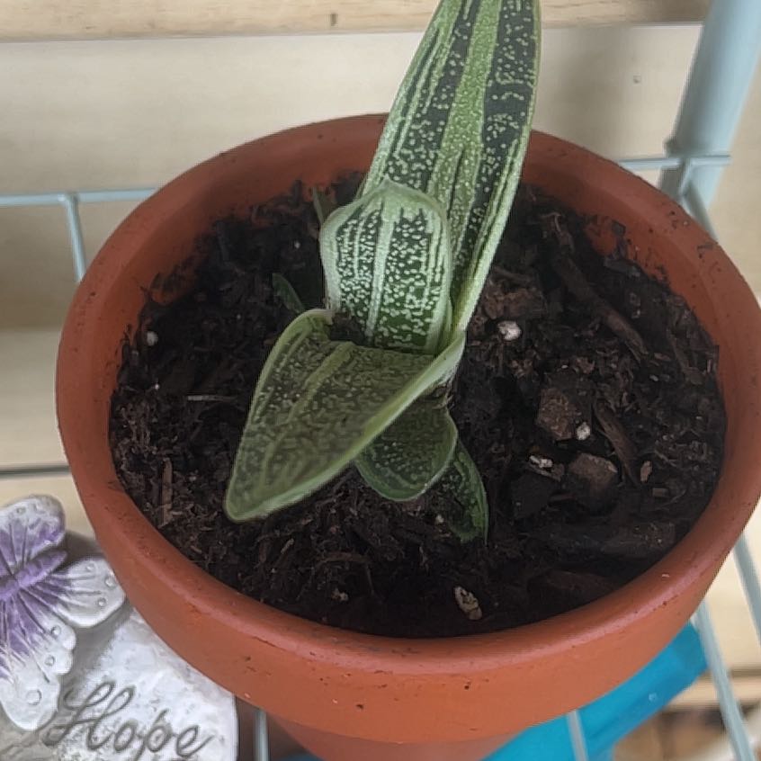 Photo of the plant species 'Little Warty' by @Sunnypeach08 named Messi on Greg, the plant care app