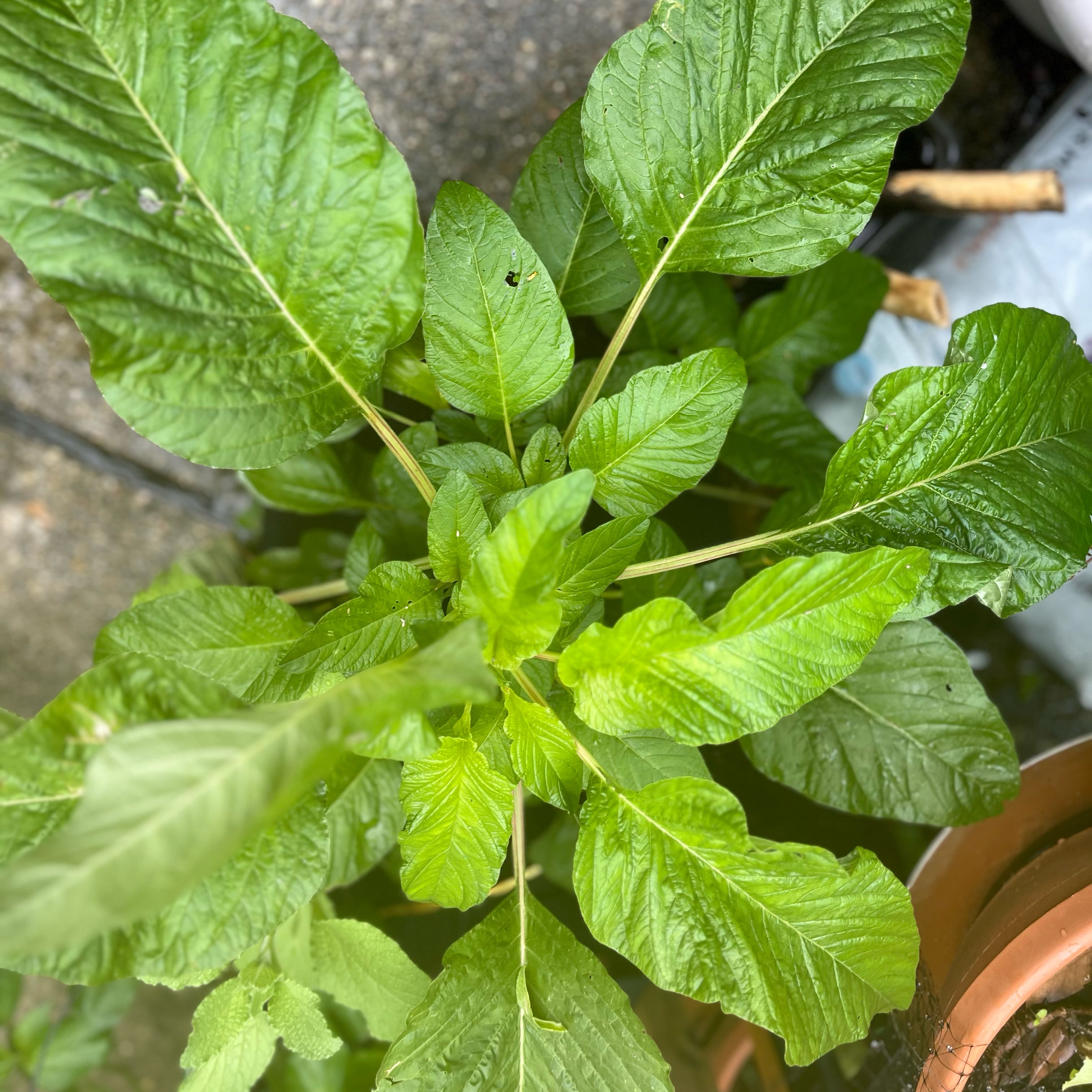 Healthy Purple Amaranth plant with broad, green leaves.