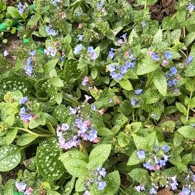 Photo of the plant species Common Lungwort by @PrimoMachofern named Fernie Mac on Greg, the plant care app