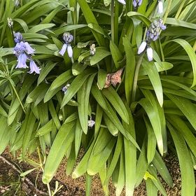 Photo of the plant species Spanish Bluebell by @PrimoMachofern named Captain Plant-it on Greg, the plant care app