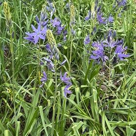 Photo of the plant species Common Bluebell by @PrimoMachofern named Xena on Greg, the plant care app