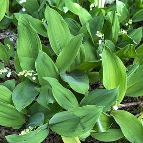 Photo of the plant species Lily-of-the-Valley by @PrimoMachofern named Mollie on Greg, the plant care app