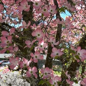 Photo of the plant species Mexican Flowering Dogwood by @PrimoMachofern named Elina on Greg, the plant care app