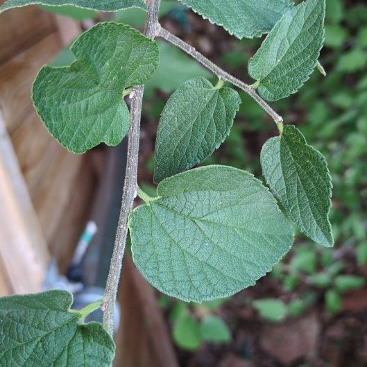 Photo of the plant species Western Hackberry by @WorldlyDogrose named Drake on Greg, the plant care app