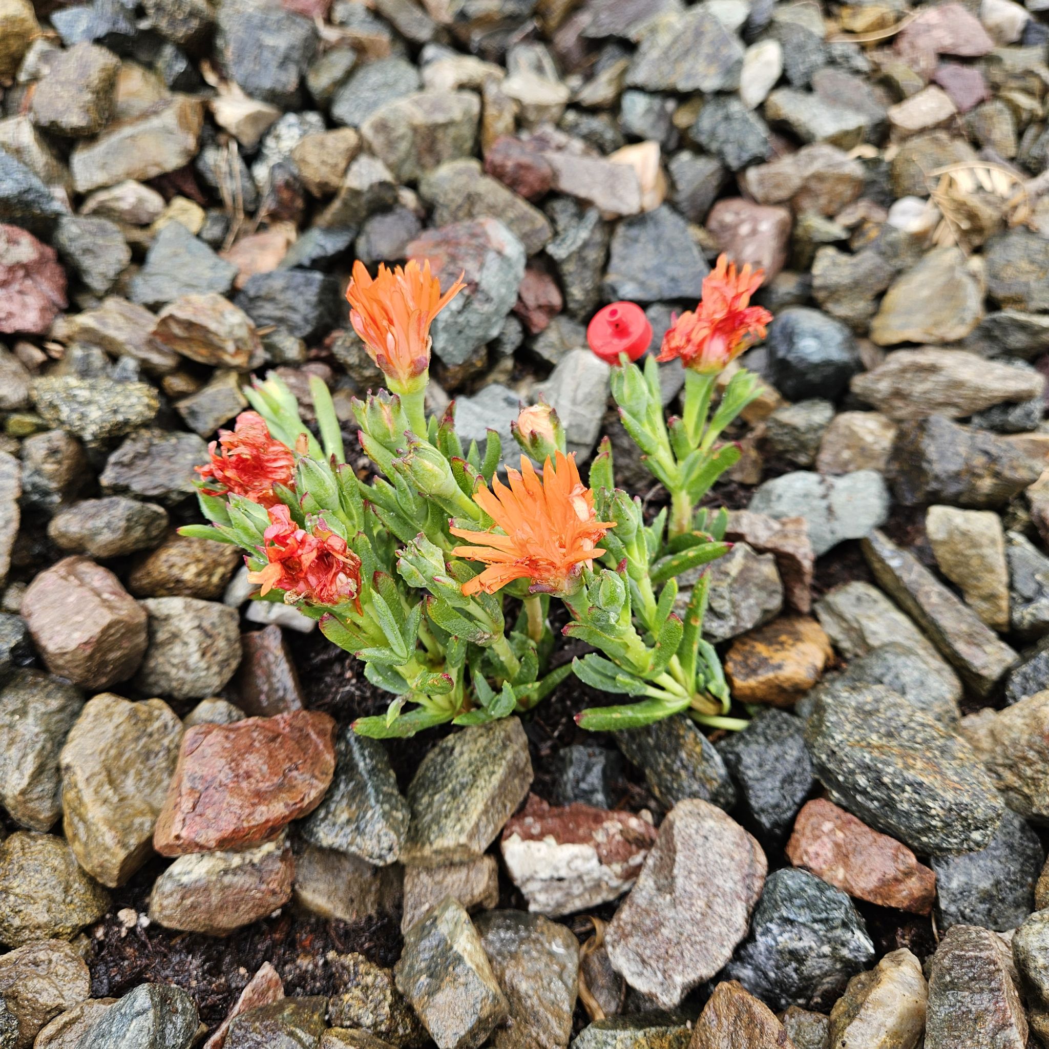 Photo of the plant species Orange Ice Plant by @CredibleCowpea named Walt on Greg, the plant care app