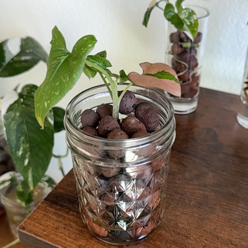 Photo of the plant species Strawberry Splash Arrowhead Plant by @FineRedpagoda named Rosa on Greg, the plant care app