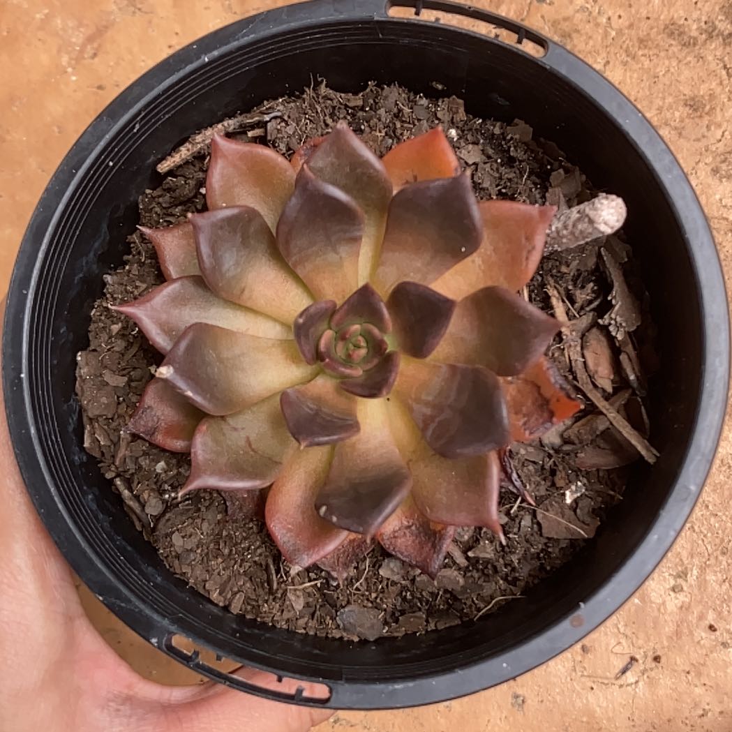 Pot